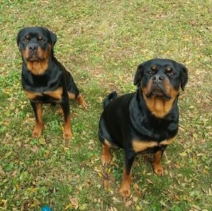 Meet your Posher, Joshua